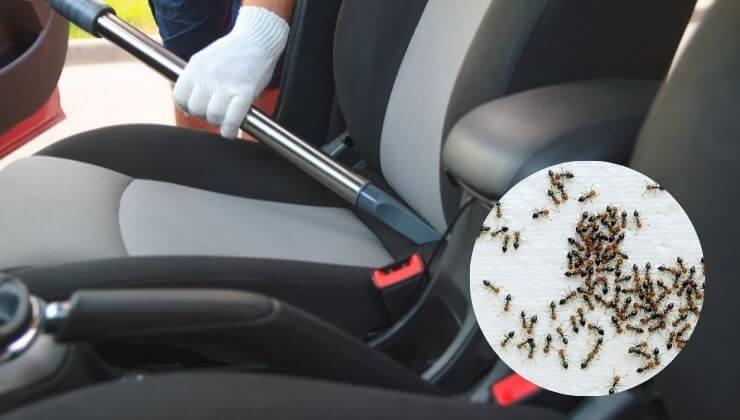 protect your car by vacuum from wheel ants