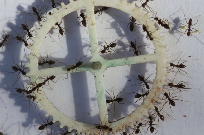 Wheel Ants Food or Forage