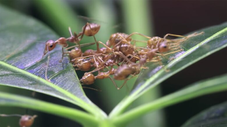 Wheel Ants Nest: